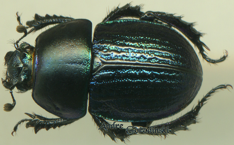 http://www.gorodinski.ru/geotrupes/Geotrupes mursini.jpg